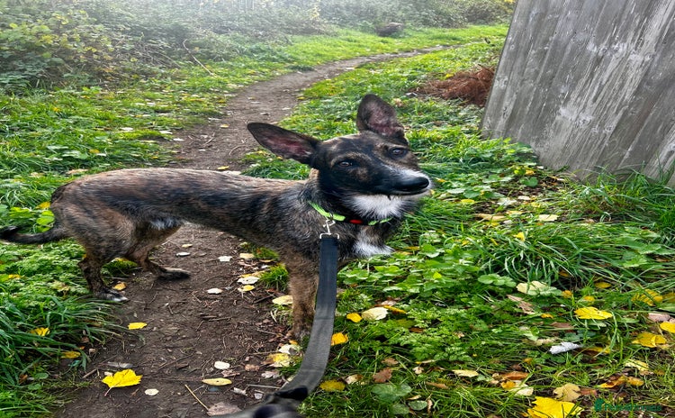 Mixed Breed dogs - Advert 1