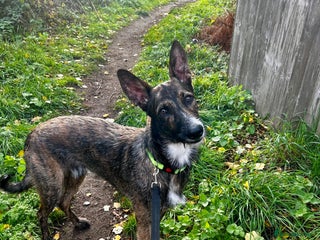 Mixed Breed dogs for sale - Advert 1