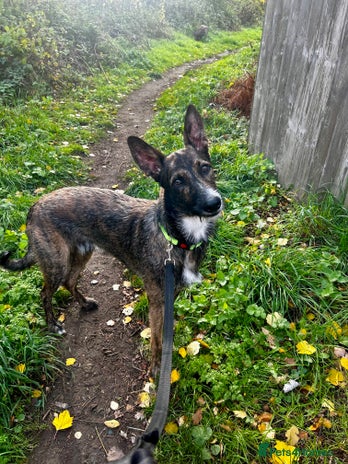 Mixed Breed dogs - Advert 1