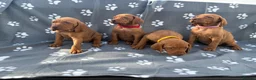 Hungarian Vizsla dogs for sale: Beautiful KC Reg Hungarian Vizsla Puppies - Advert 7