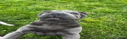 Shar Pei dogs for sale: Female sharpei - Advert 3