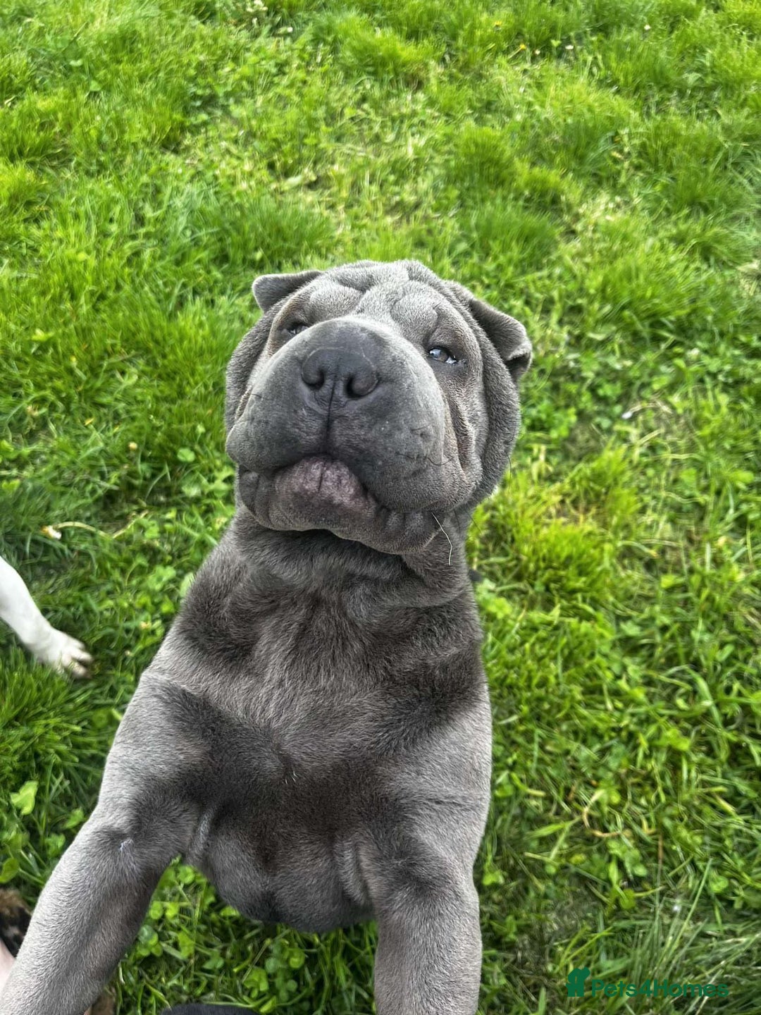 Shar Pei dogs for sale: Female sharpei - Advert 3