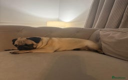 Pug dogs for sale: Girl ready now  - Image 2