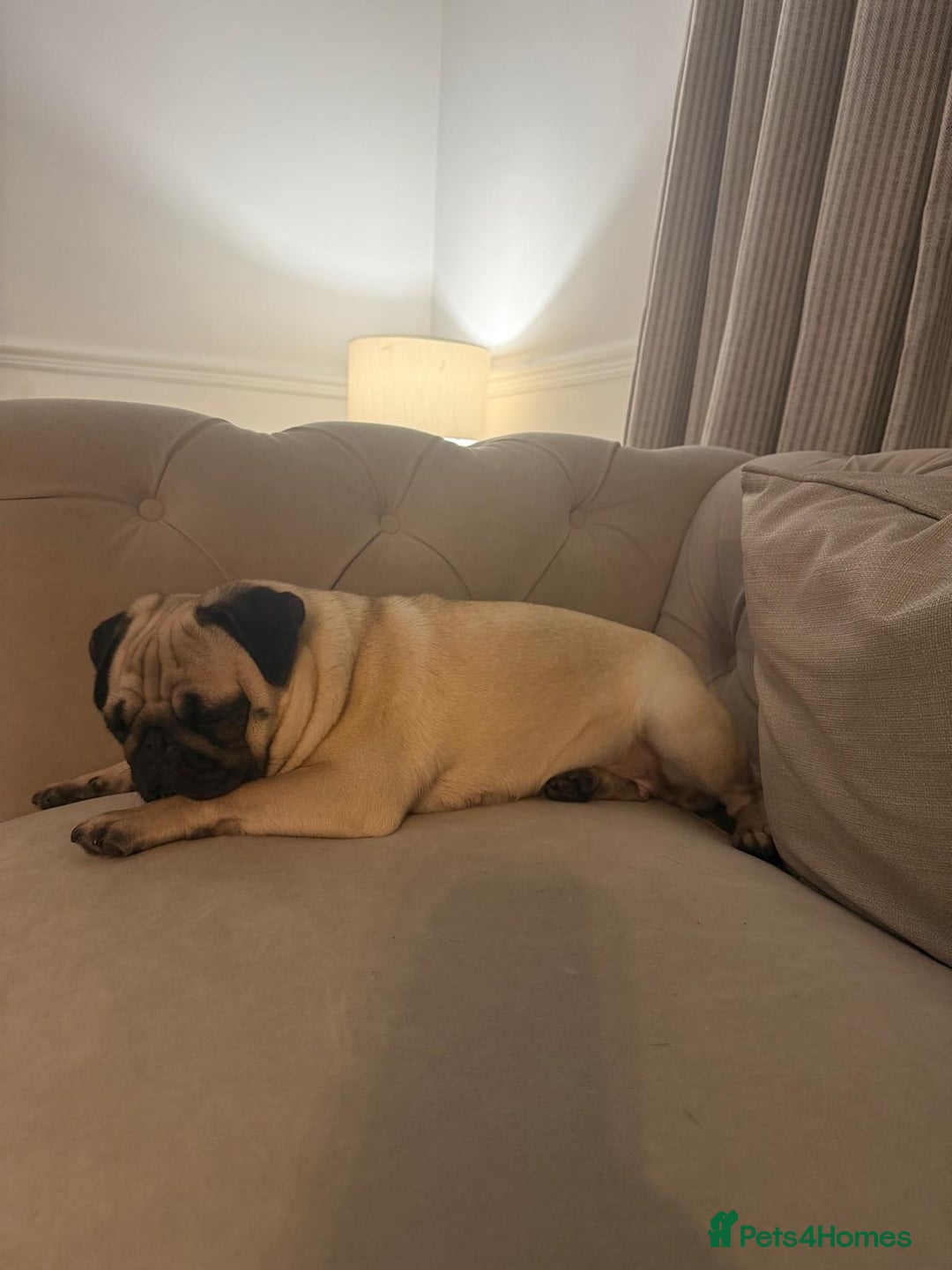 Pug dogs for sale: Girl ready now  - Image 2