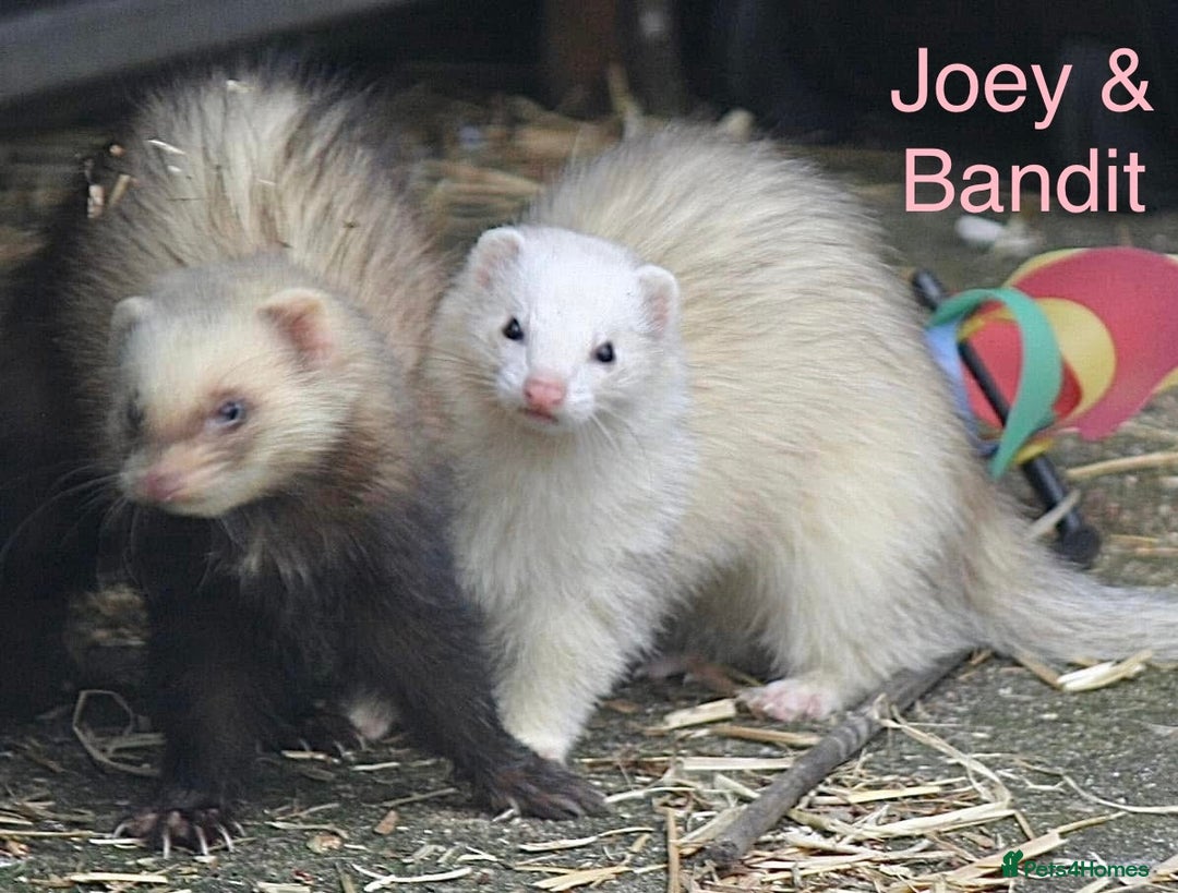 Ferret rodents for sale: Ferret kits and adults of va ages read descr  - Image 20