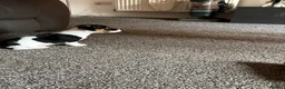Jack Russell dogs for sale: Miniature Jack Russell  - Advert 4