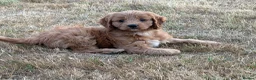 Cavapoo dogs for sale: Cavapoos, 🐶 ready 31st in Dereham - Advert 6