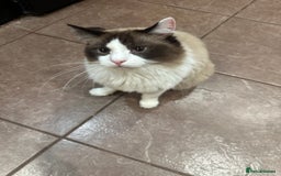 Ragdoll cats for sale: 1 and 1/2 year old Ragdoll boy  - Advert 5