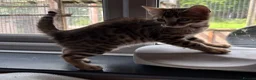 Bengal cats for sale: Pedigree SBT Female Bengal kitten in Grantham - Advert 4