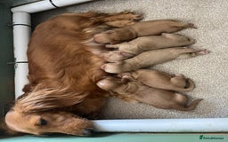 Miniature Dachshund dogs for sale: PRA clear miniature long haired dachshund puppies - Image 6
