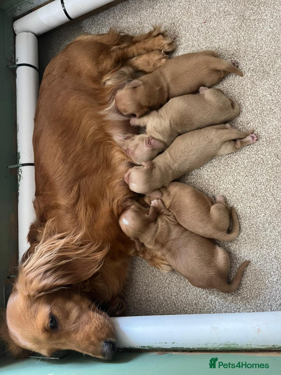 Miniature Dachshund dogs for sale: PRA clear miniature long haired dachshund puppies - Image 6