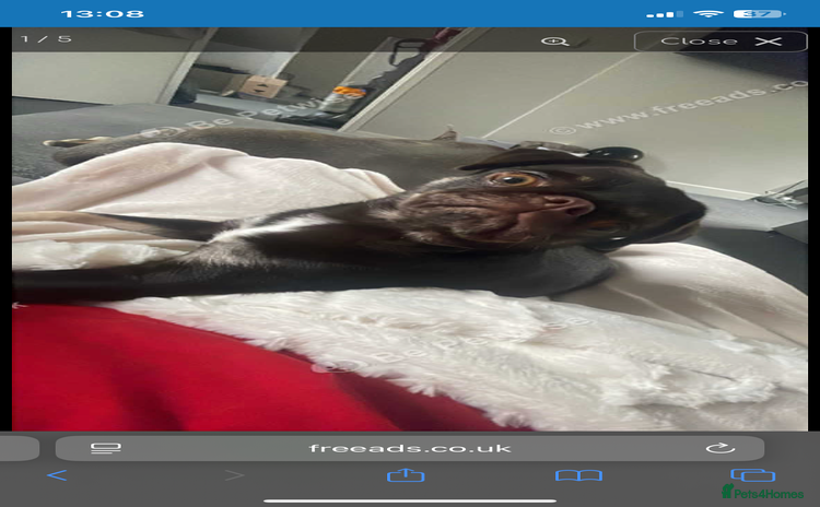 Pug dogs Pug for sale  - Advert 1