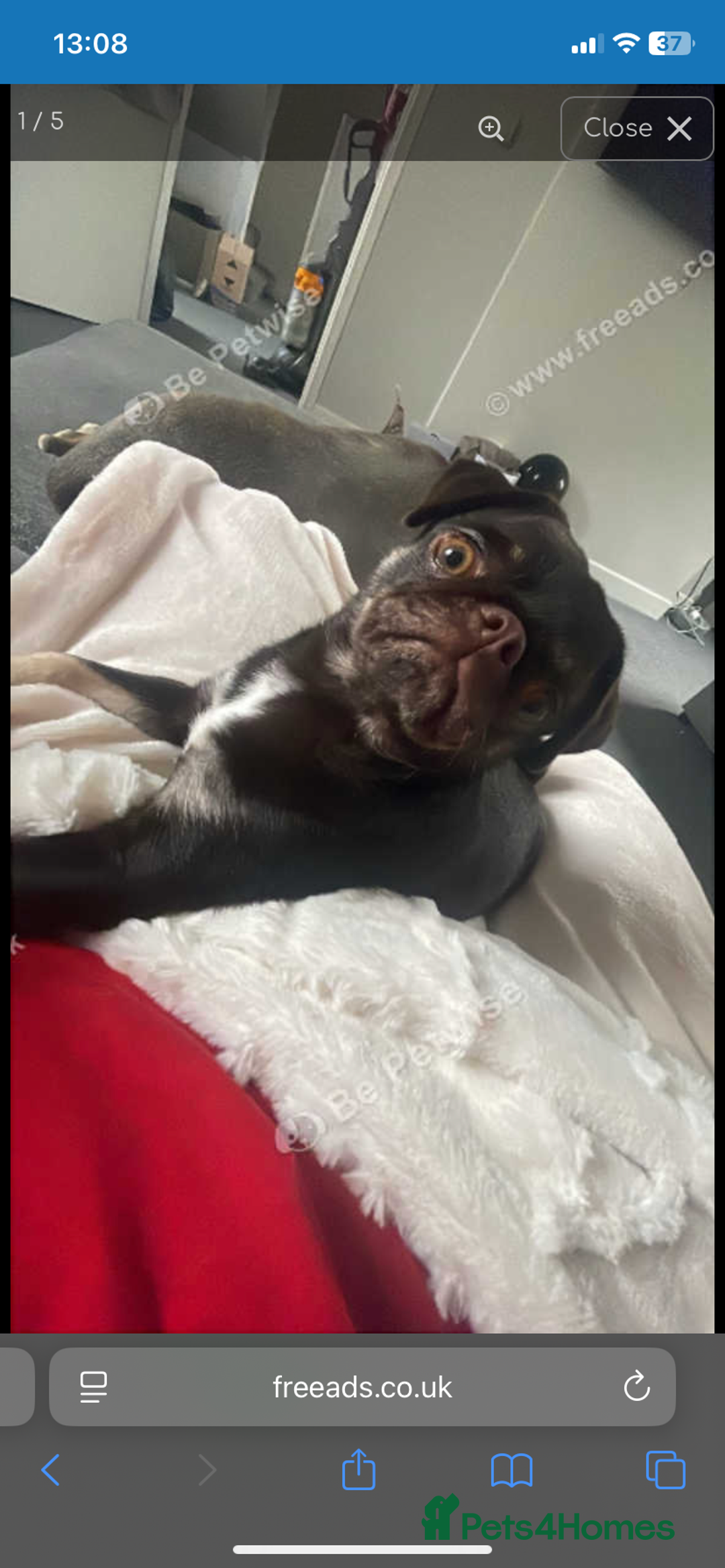 Pug dogs for sale: Pug for sale  - Advert 1