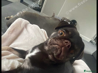 Pug dogs for sale: Pug for sale - Advert 1