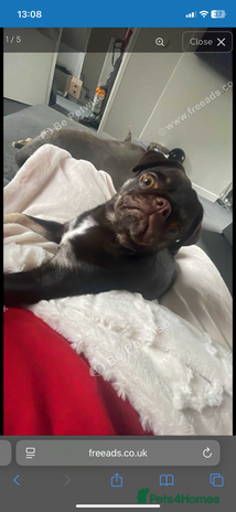 Pug dogs Pug for sale - Advert 1