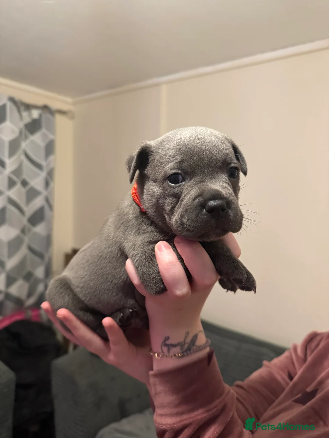 Staffordshire Bull Terrier dogs for sale: Blue Staffordshire bull terrier pups - Advert 7