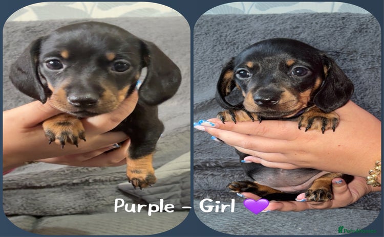 Miniature Dachshund dogs - Advert 2