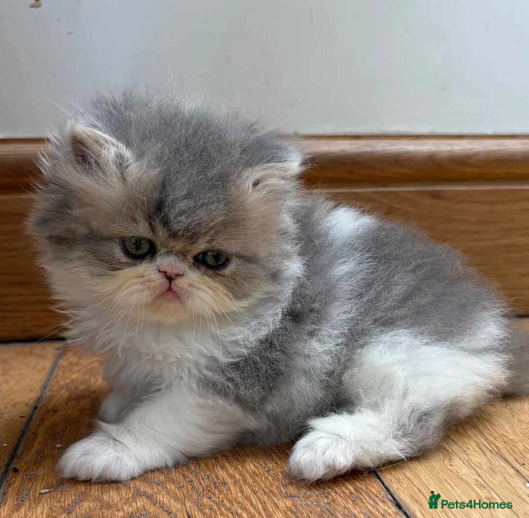 Exotic cats for sale: 2 Exotic kittens both fluffy male and female  - Advert 28