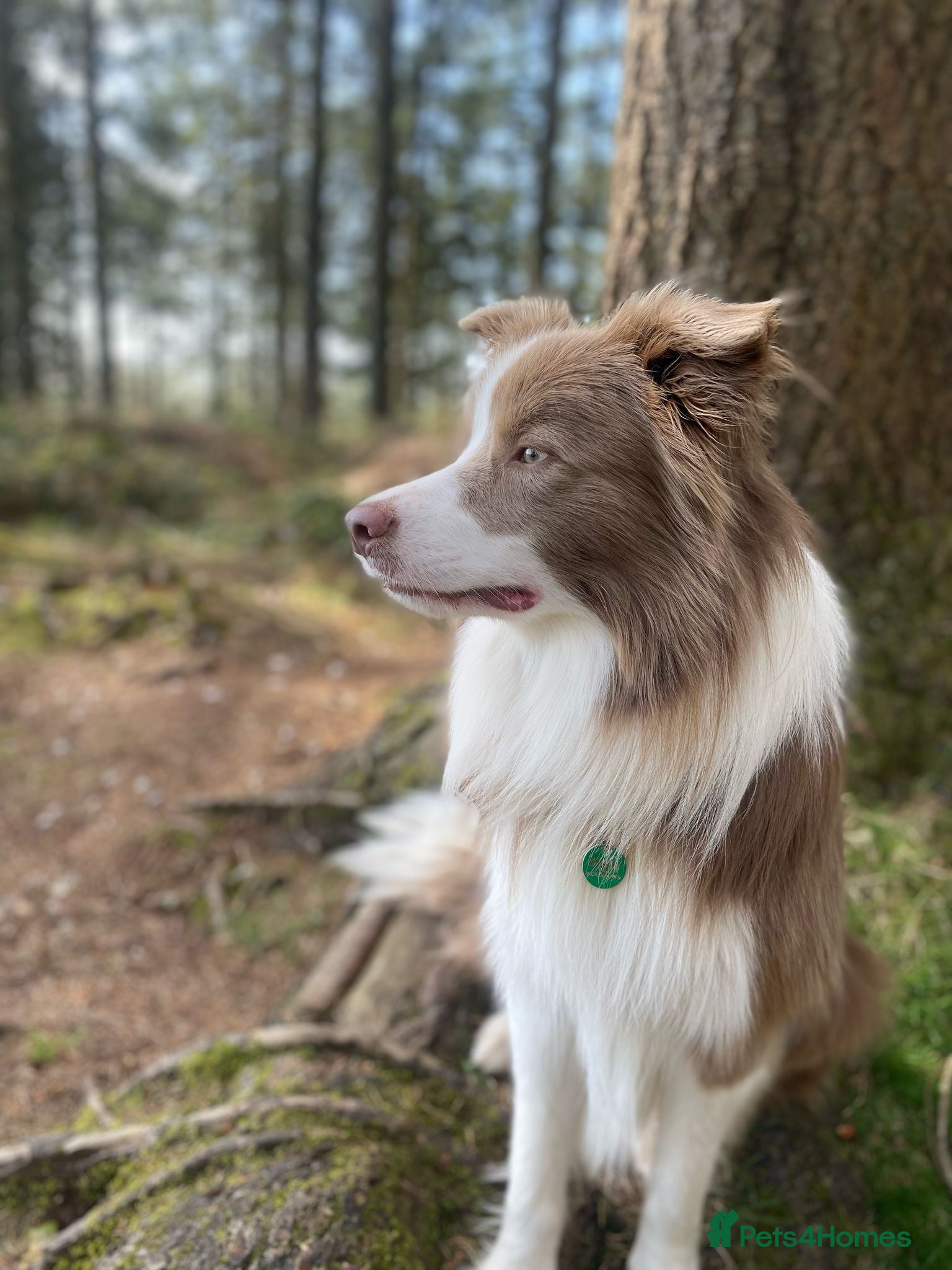 Border Collie dogs Lilac and White Border Collie for stud - Advert 6