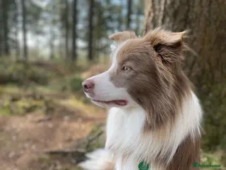 Border Collie dogs Lilac and White Border Collie for stud - Advert 6