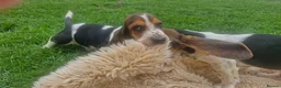 Basset Hound dogs for sale: Beautiful Basset Hounds Ready now - Advert 25