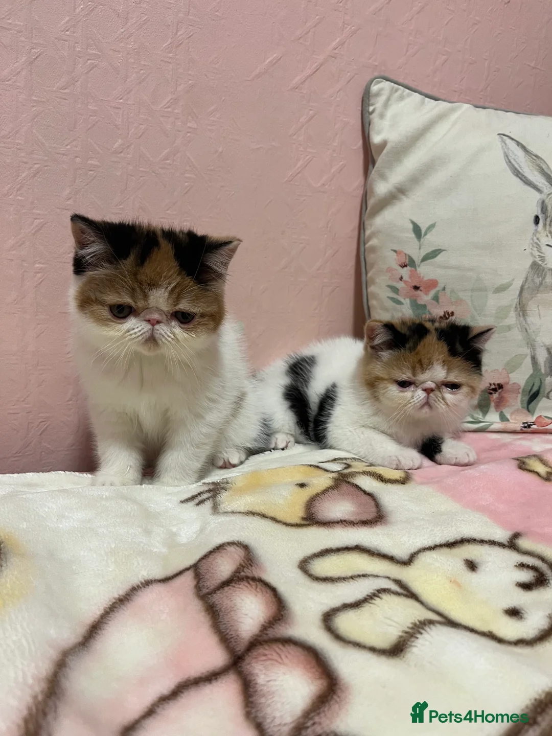 Exotic cats for sale: Exotic kittens  - Advert 35