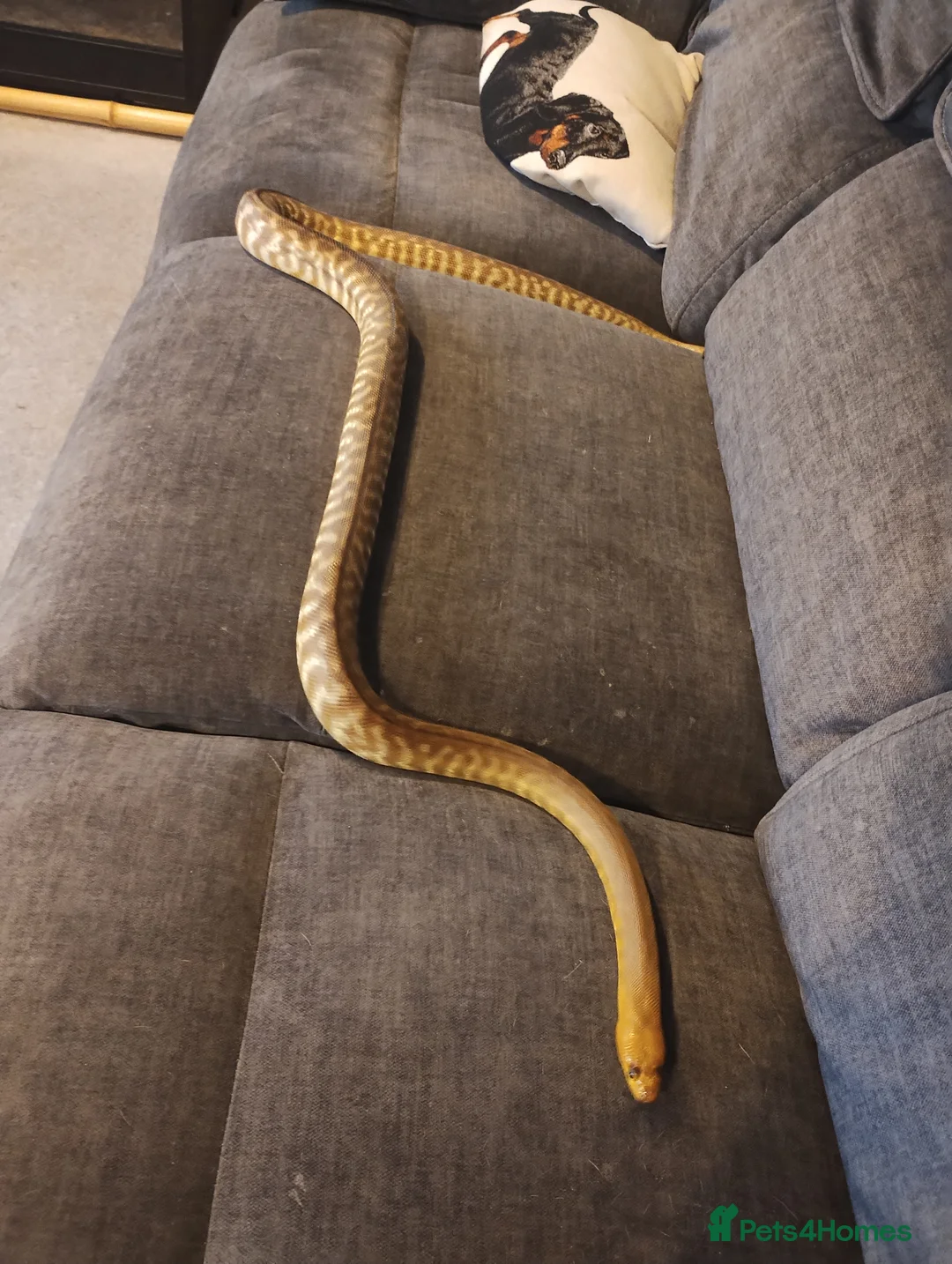 Python Snake reptiles for sale: Woma python  - Advert 3