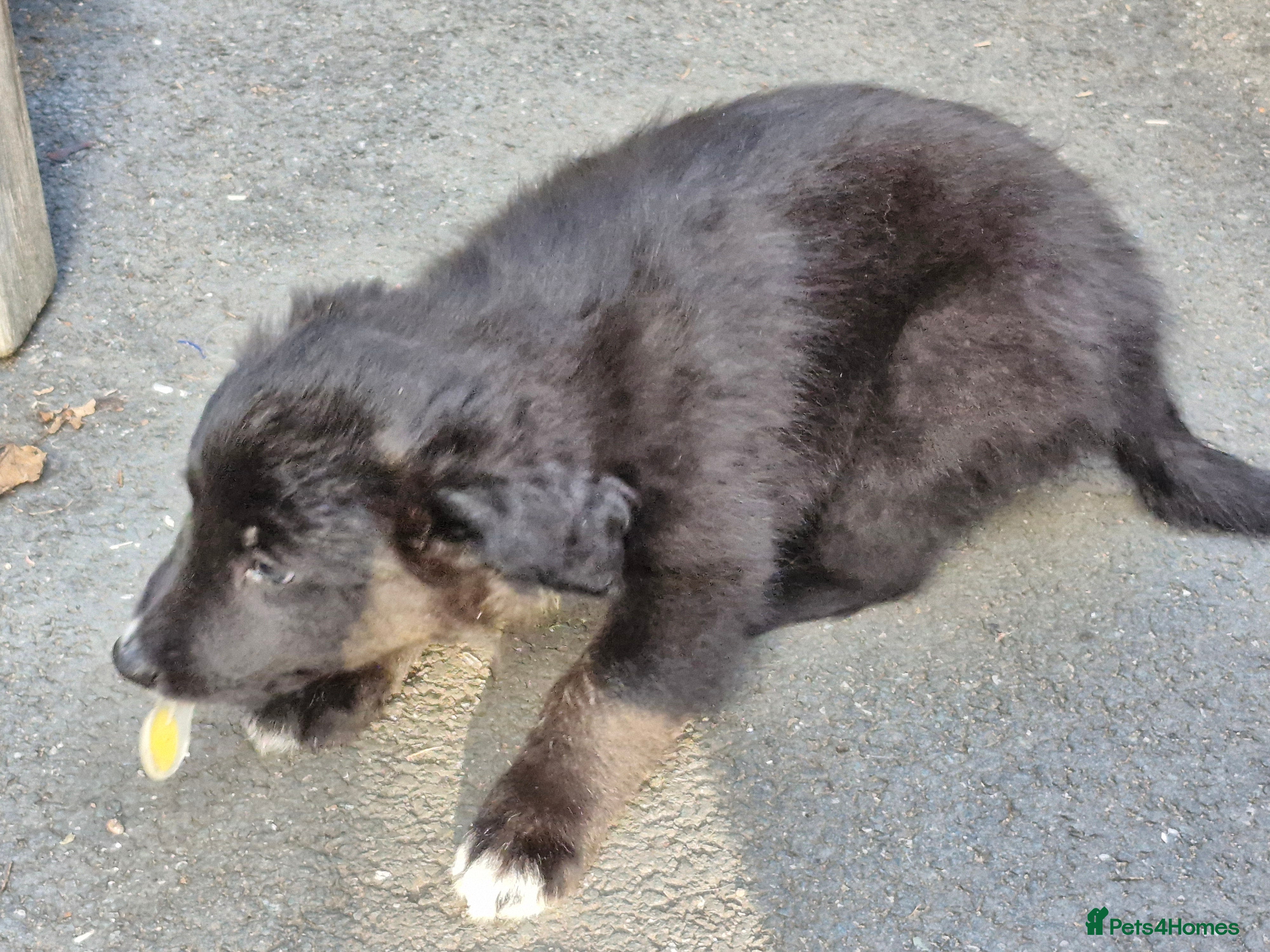 Border Collie dogs Gorgeous Blue Tri Coloured Border Collie Pups - Advert 2