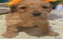 Cockapoo dogs for sale: Cockapoo puppies ready soon - Image 1