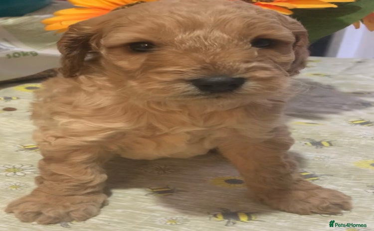Cockapoo dogs - Advert 1