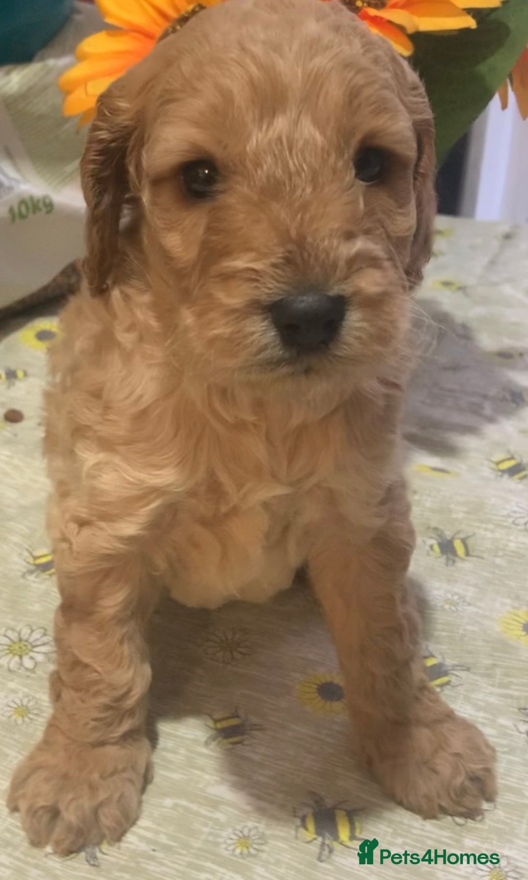 Cockapoo dogs for sale: Cockapoo puppies ready soon - Image 1