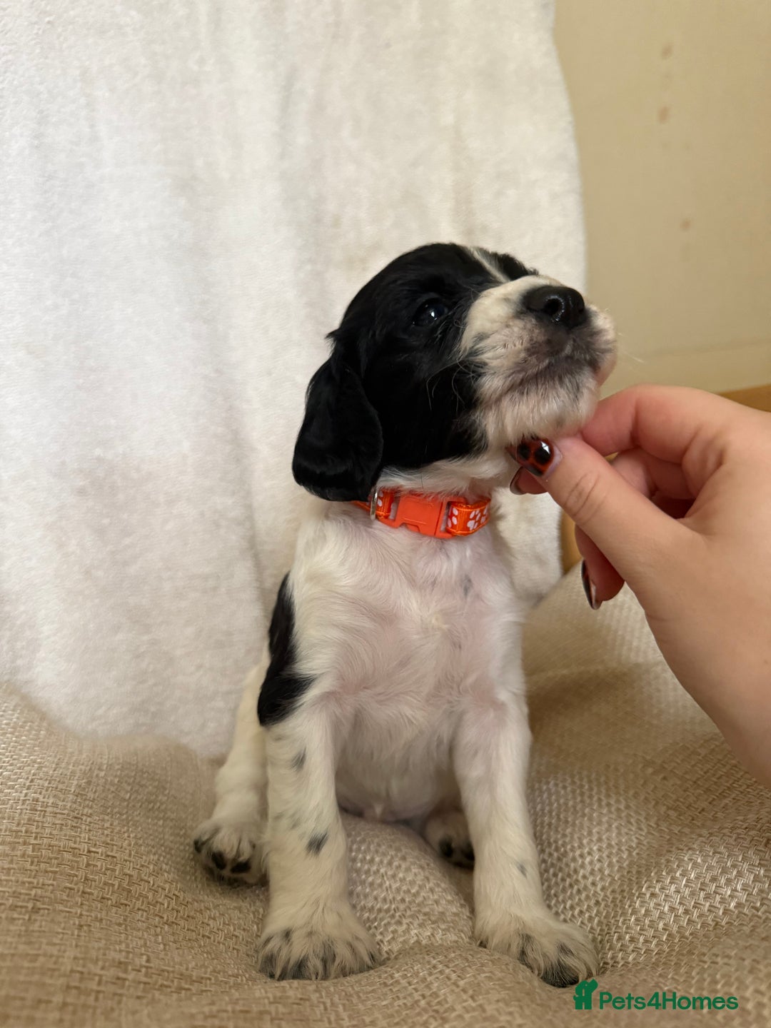 Cocker Spaniel dogs for sale: Cocker Spaniels  - Image 5