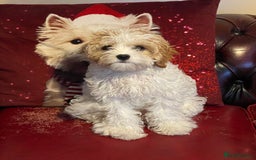 Cavachon dogs for sale: Cavachon for sale - Image 1