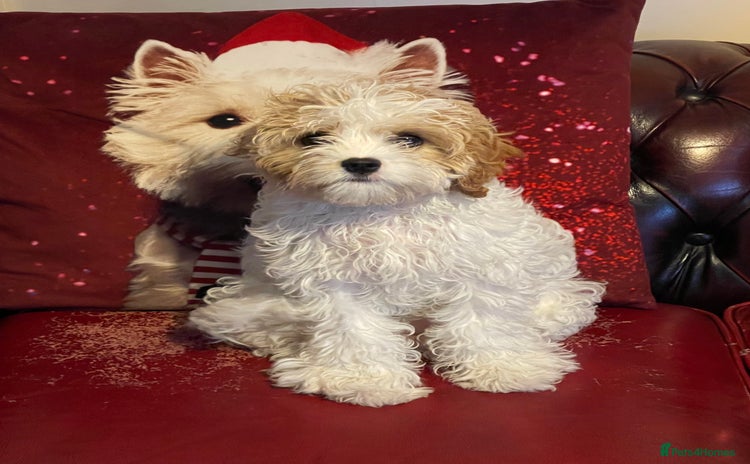 Cavachon dogs - Advert 1
