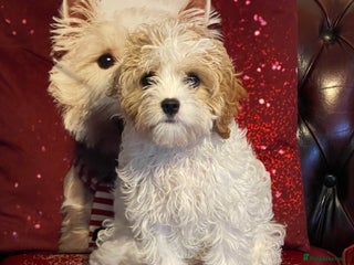 Cavachon dogs - Advert 2