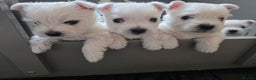 West Highland Terrier dogs for sale: Pure Westies Kc registered  - Advert 1