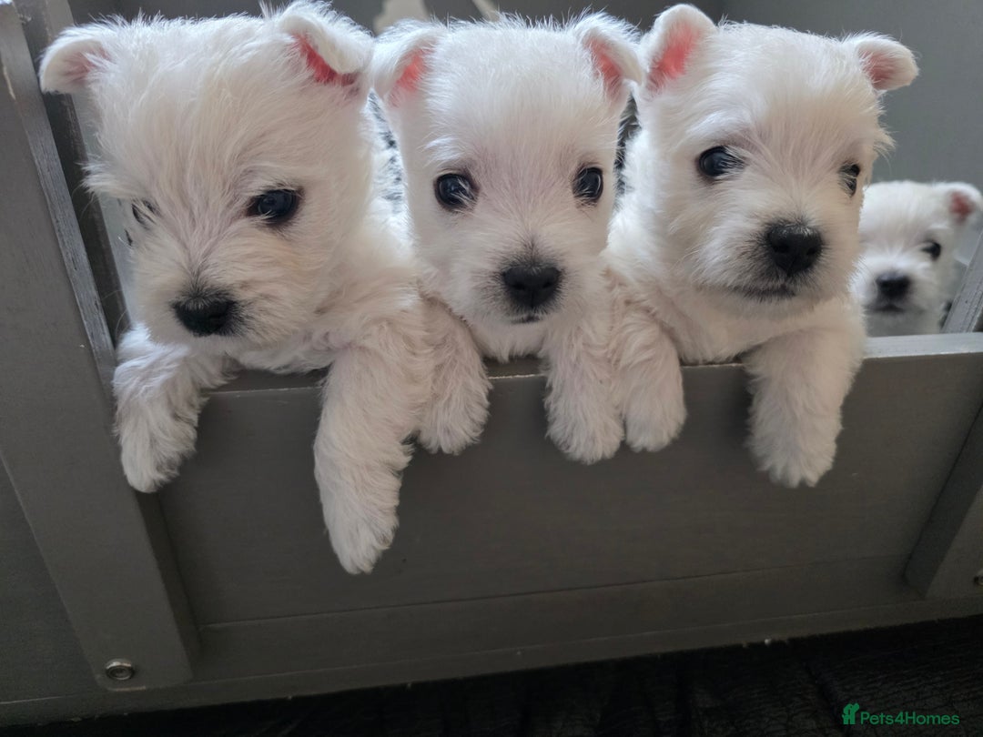West Highland Terrier dogs for sale: Pure Westies Kc registered  - Advert 1