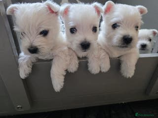 West Highland Terrier dogs Pure Westies Kc registered - Advert 1
