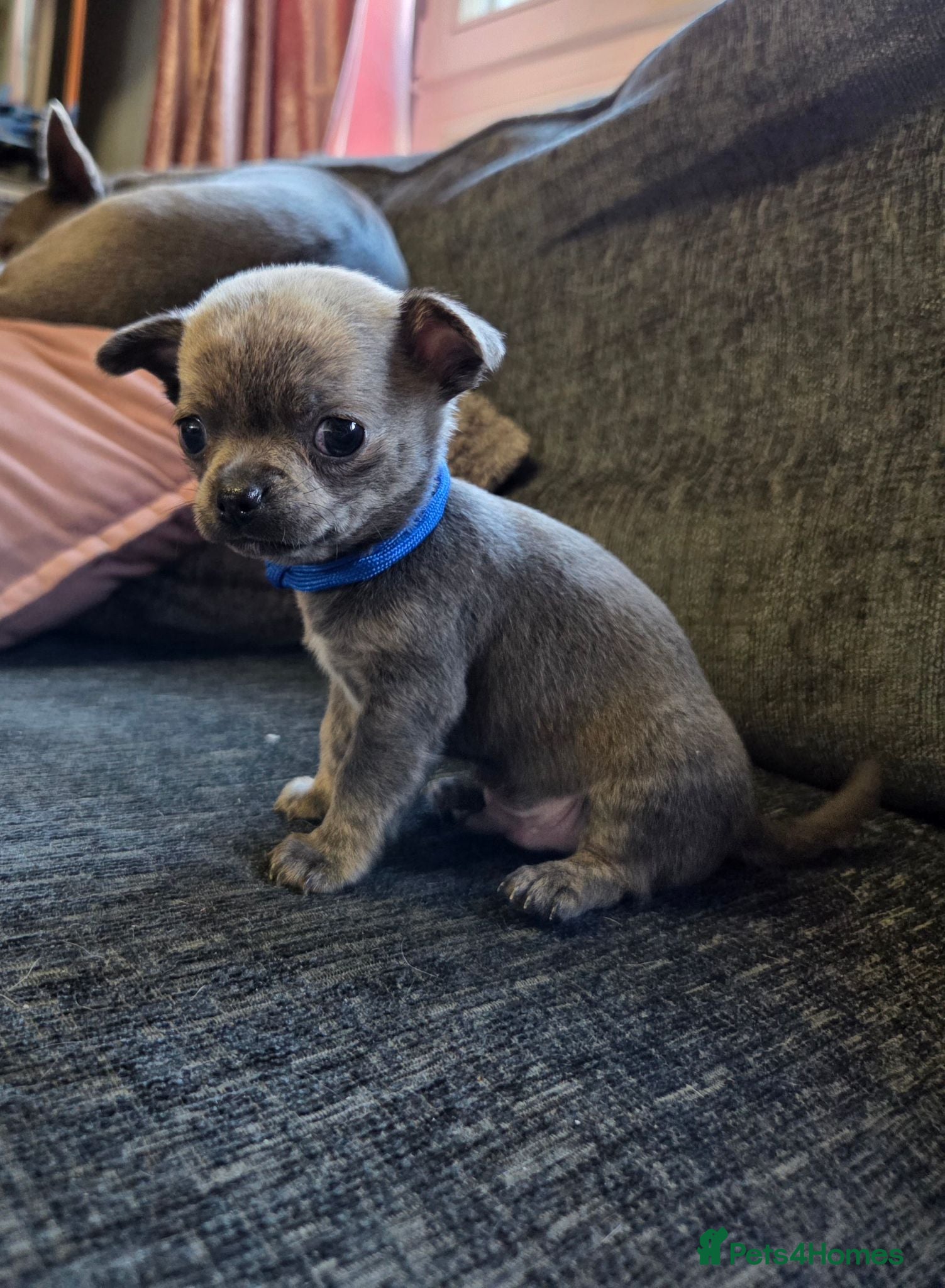 Chihuahua dogs Pedigree Chihuahua Puppies  - Advert 8