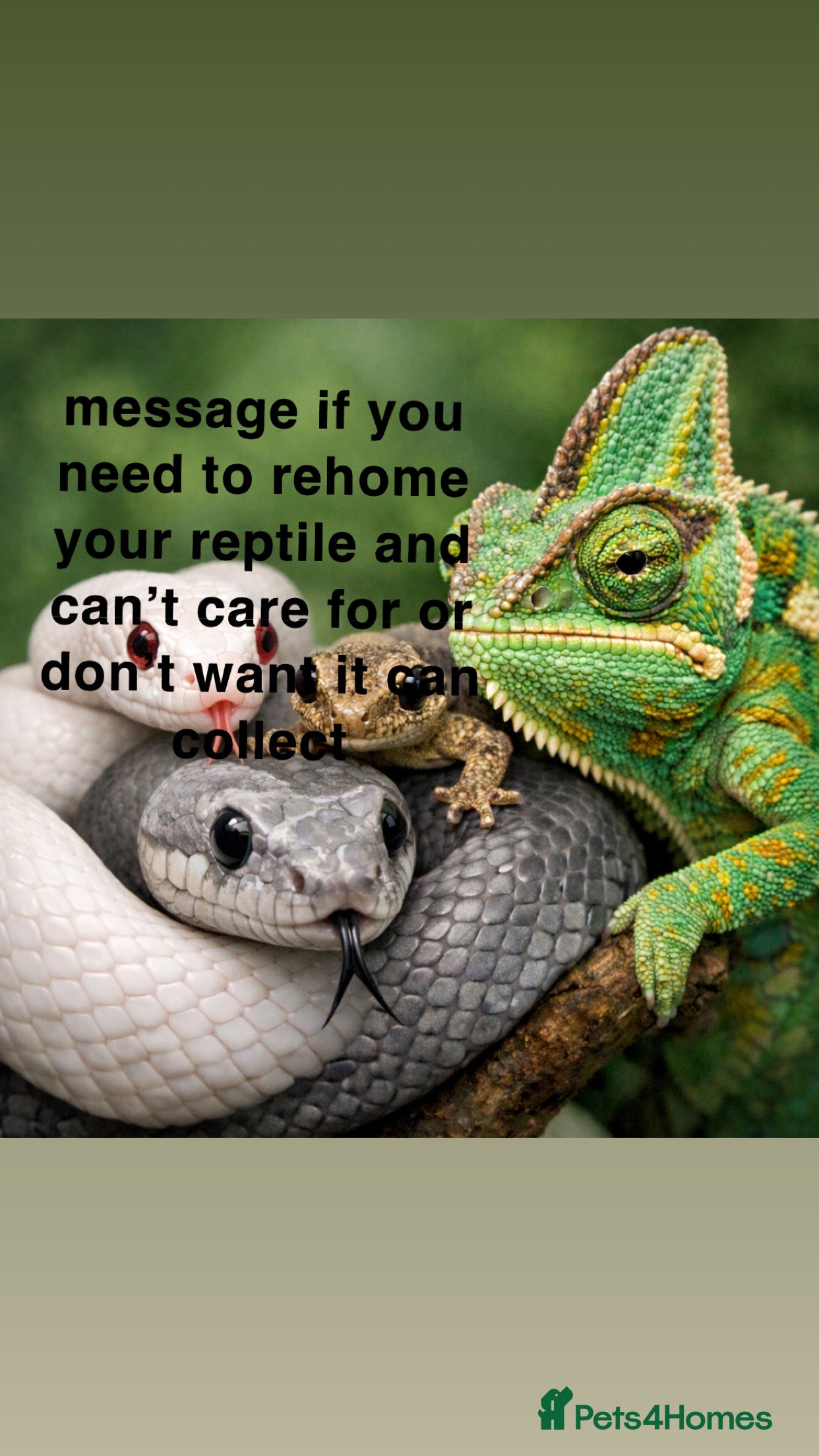 Gecko reptiles Need to rehome your reptiles, message me - Advert 7