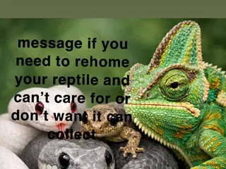 Gecko reptiles Need to rehome your reptiles, message me - Advert 7