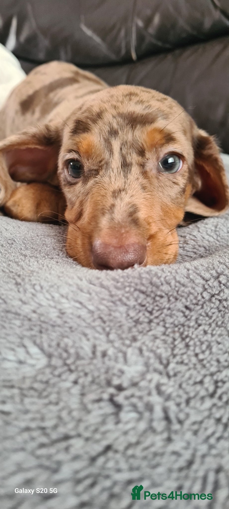 Miniature Dachshund dogs for sale: KC registered dapple miniature dachshunds  - Advert 4