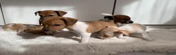 Jack Russell dogs for sale: Beautiful Pure Jack Russell Puppies Dogs  in Isleworth - Advert 15