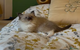Ragdoll cats for sale: Stunning Ragdoll Males - Image 4