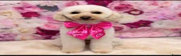 Cavapoochon dogs for sale: Cavapoochon Pups  - Advert 7