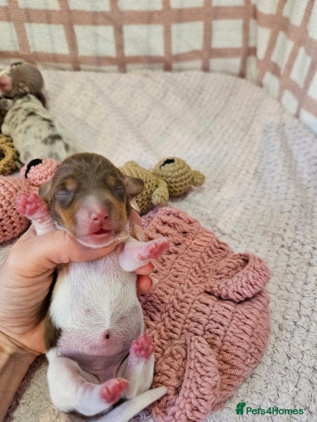 Miniature Dachshund dogs for sale: Stunning KC miniaturedachshunds KC - Advert 24