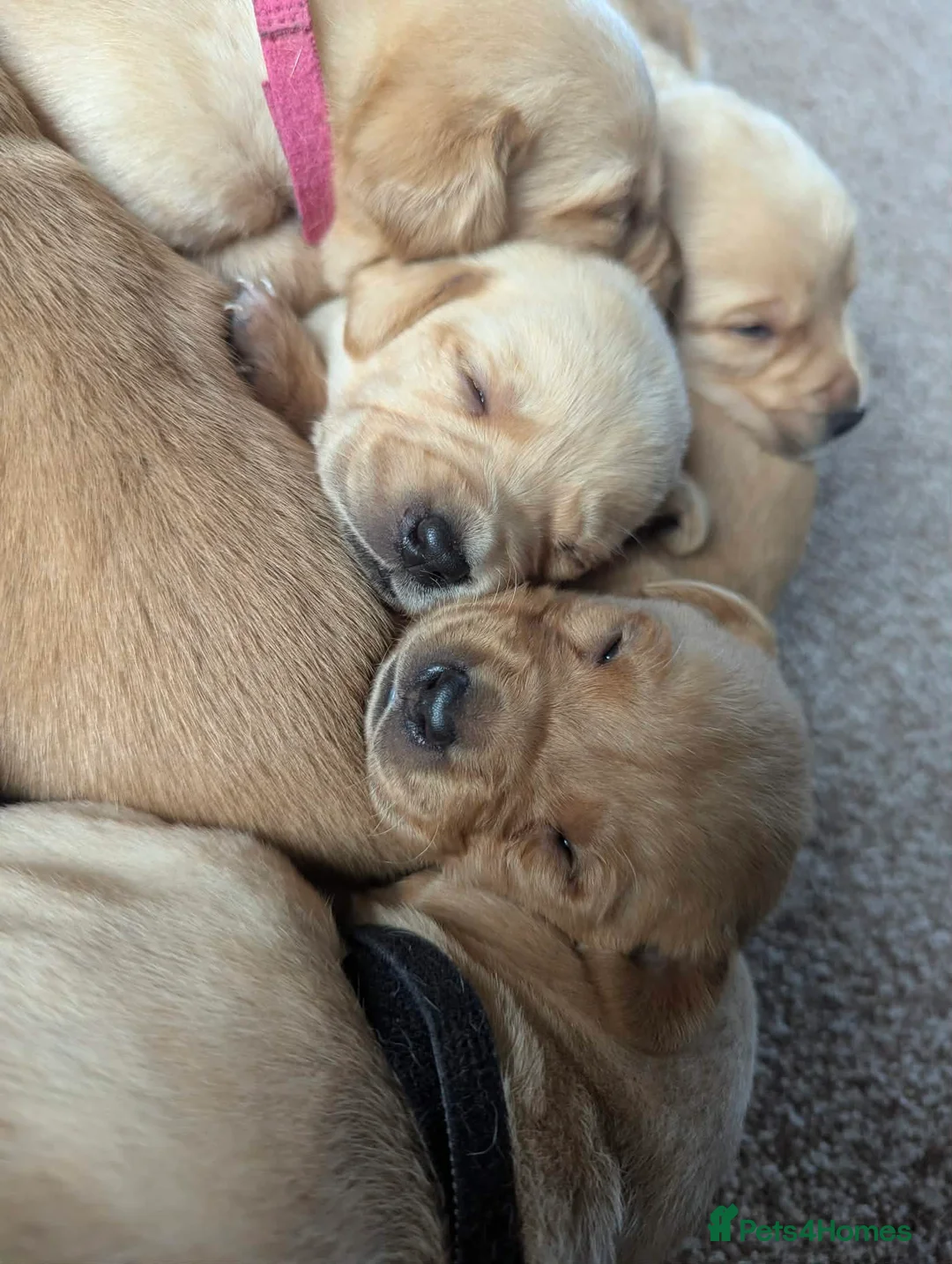 Labrador Retriever dogs for sale: Beautiful labrador puppies  - Advert 2