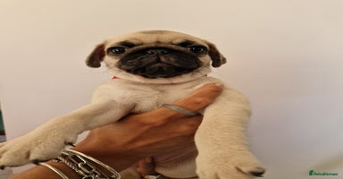 Pug dogs - Advert 6