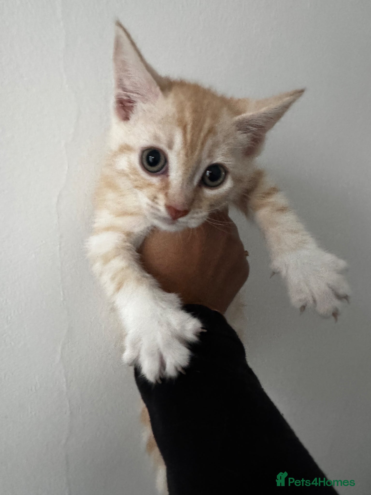 British Shorthair cats Bengal x British short hair  - Advert 1