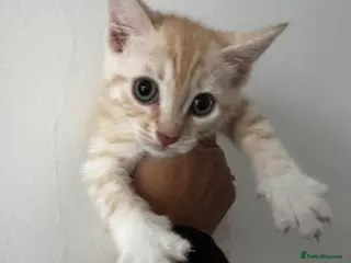 British Shorthair cats Bengal x British short hair - Advert 1